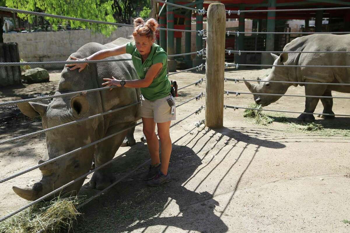 Melannie Lough, senior animal care specialist at the San Antonio Zoo, tends to Reina - one of two white rhinos - at the Africa Live! exhibit on Tuesday, Mar. 24, 2020. The zoo has had to furlough 60 percent of its 700 employees because the coronavirus pandemic which forced the nonprofit to close its doors to visitors. But it will open again this weekend for a drive-thru only experience.