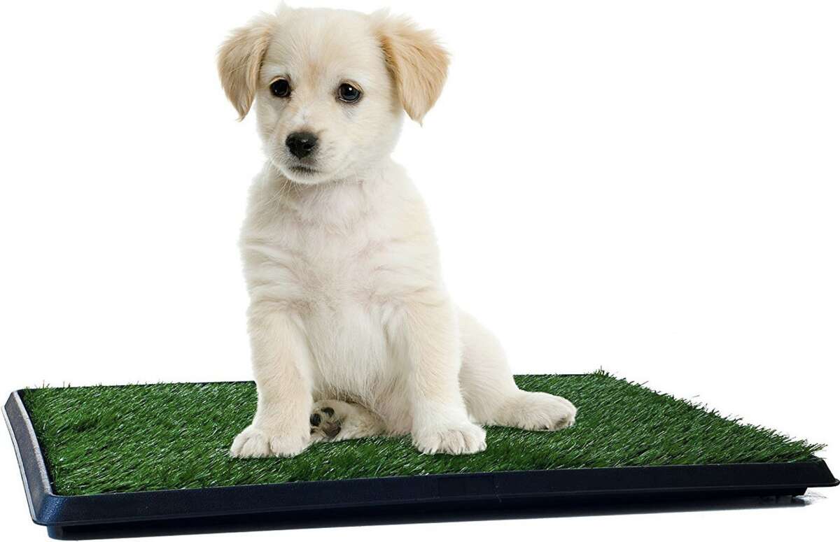 chewy dog potty pads