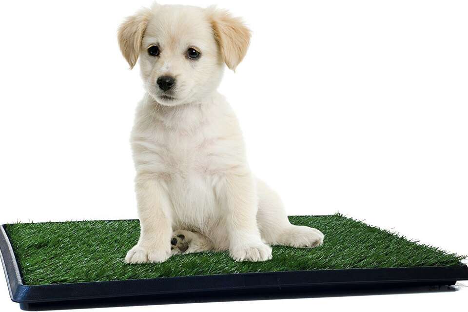 Chewy grass pad best sale