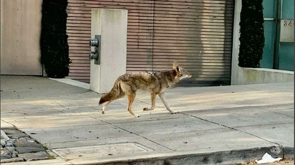 A coyote in San Francisco during the coronavirus shutdown.