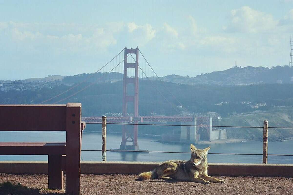 A coyote in the Marin Headlands
