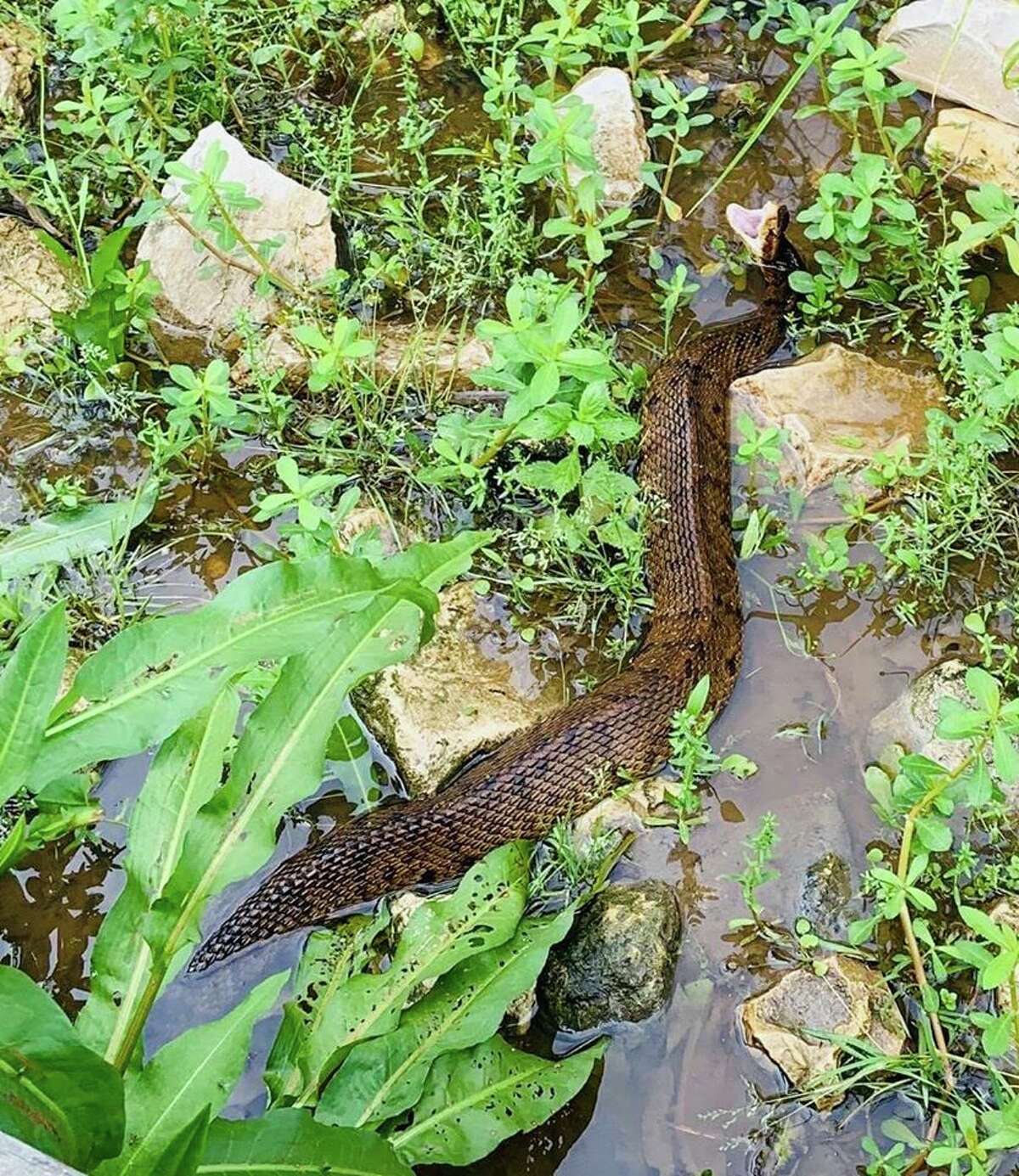 A water moccasin snake was spotted in Katy's Firethorne subdivision.