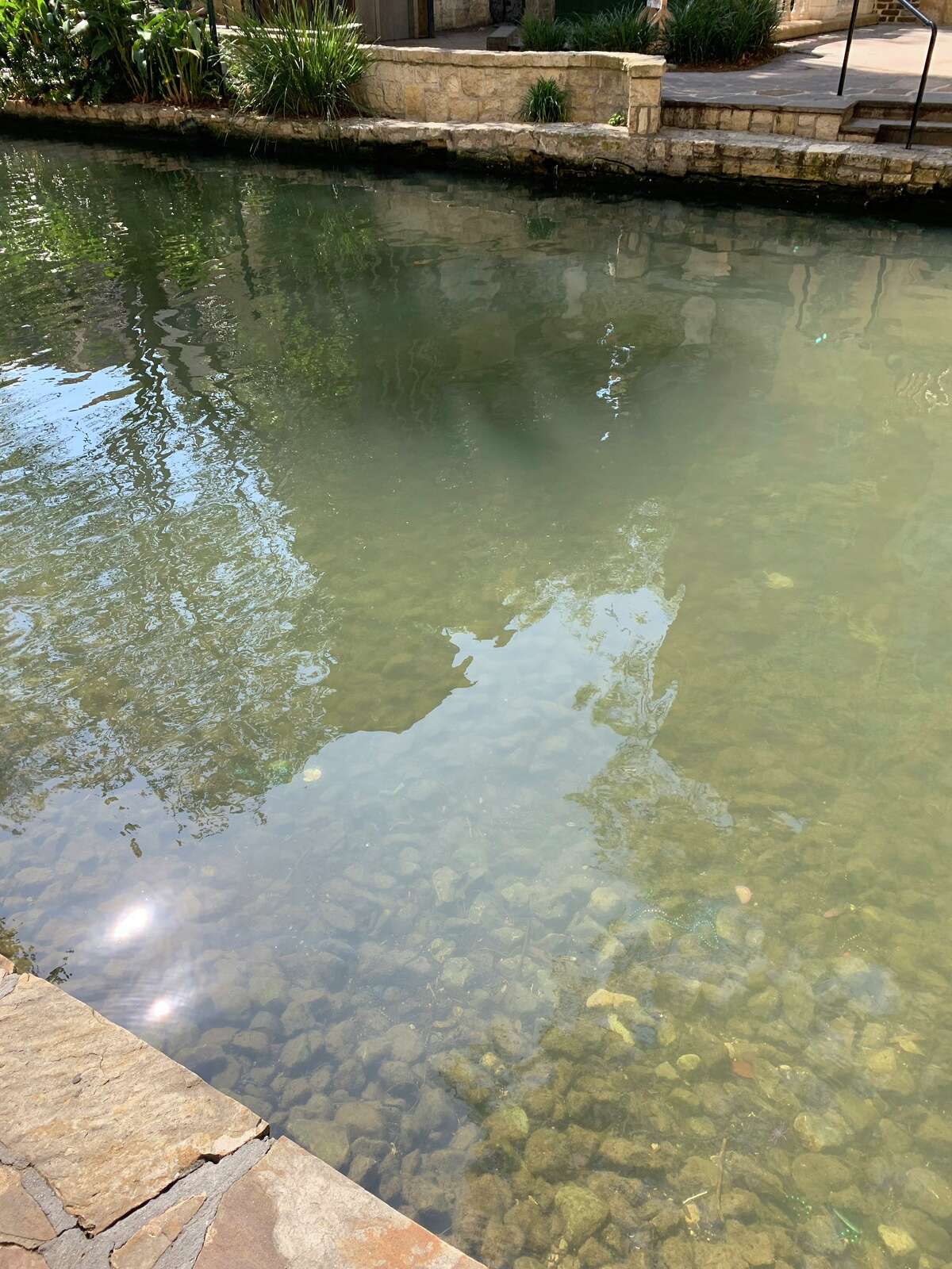 Twitter user @rdrunner, or Ulises, is familiar with what the San Antonio River usually looks like because it's his usual jogging trail. His Wednesday morning visit, exempt in the stay at home orders, stopped him in his tracks. The water, which is usually murky and the butt of jokes by people like Mark Cuban, was unclouded on San Antonio's first day under the Stay Home Work Safe mandate.