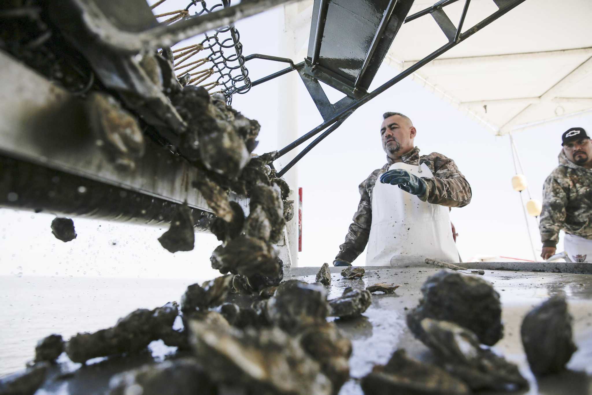 Oysters in Galveston Bay are on the rebound. Will it stay that way? - Houston Chronicle