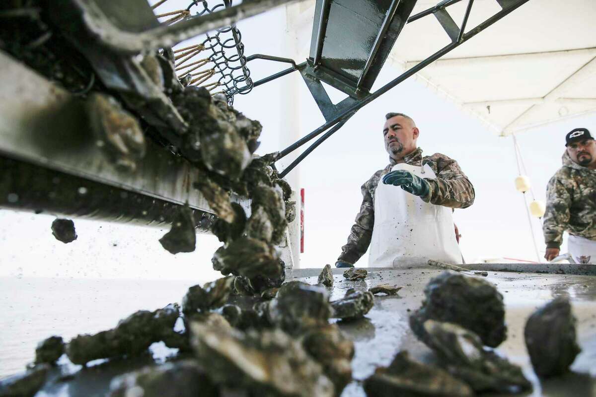 Oysters in Galveston Bay are on the rebound. Will it stay that way?