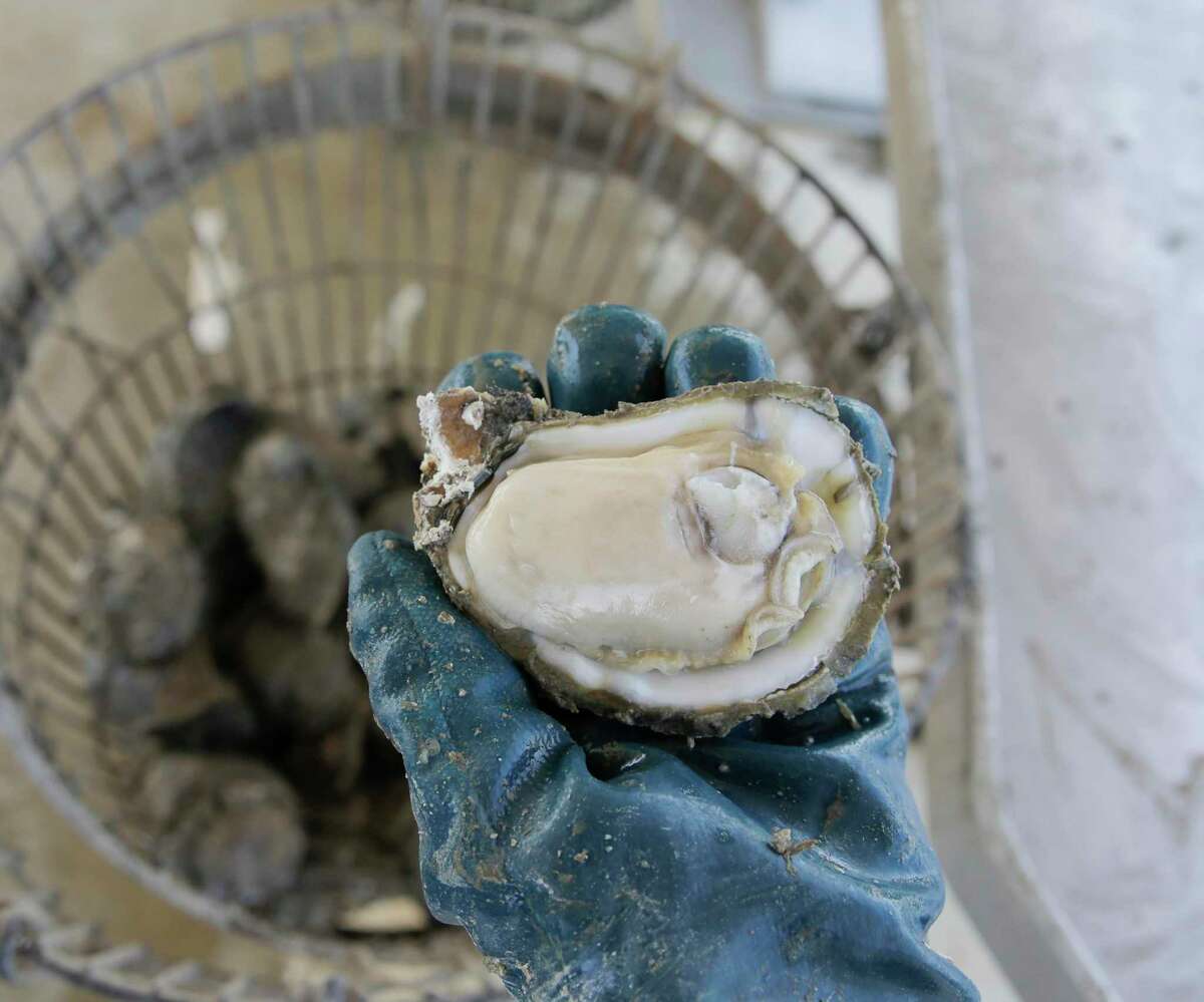 Oysters in Galveston Bay are on the rebound. Will it stay that way?