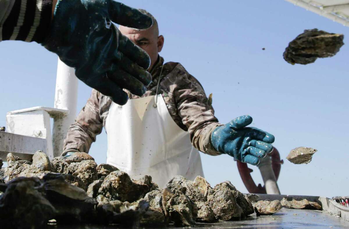 Employees of Prestige Oysters demonstrate how they harvest oysters in Galveston Bay on Thursday, Feb. 27, 2020. The oyster population in Galveston Bay is experiencing a severe decline, in part due to a series of severe storms and flooding that has stressed oyster beds and the quantity of oysters available to harvest.