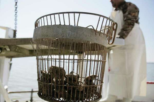 Oysters in Galveston Bay are on the rebound. Will it stay that way