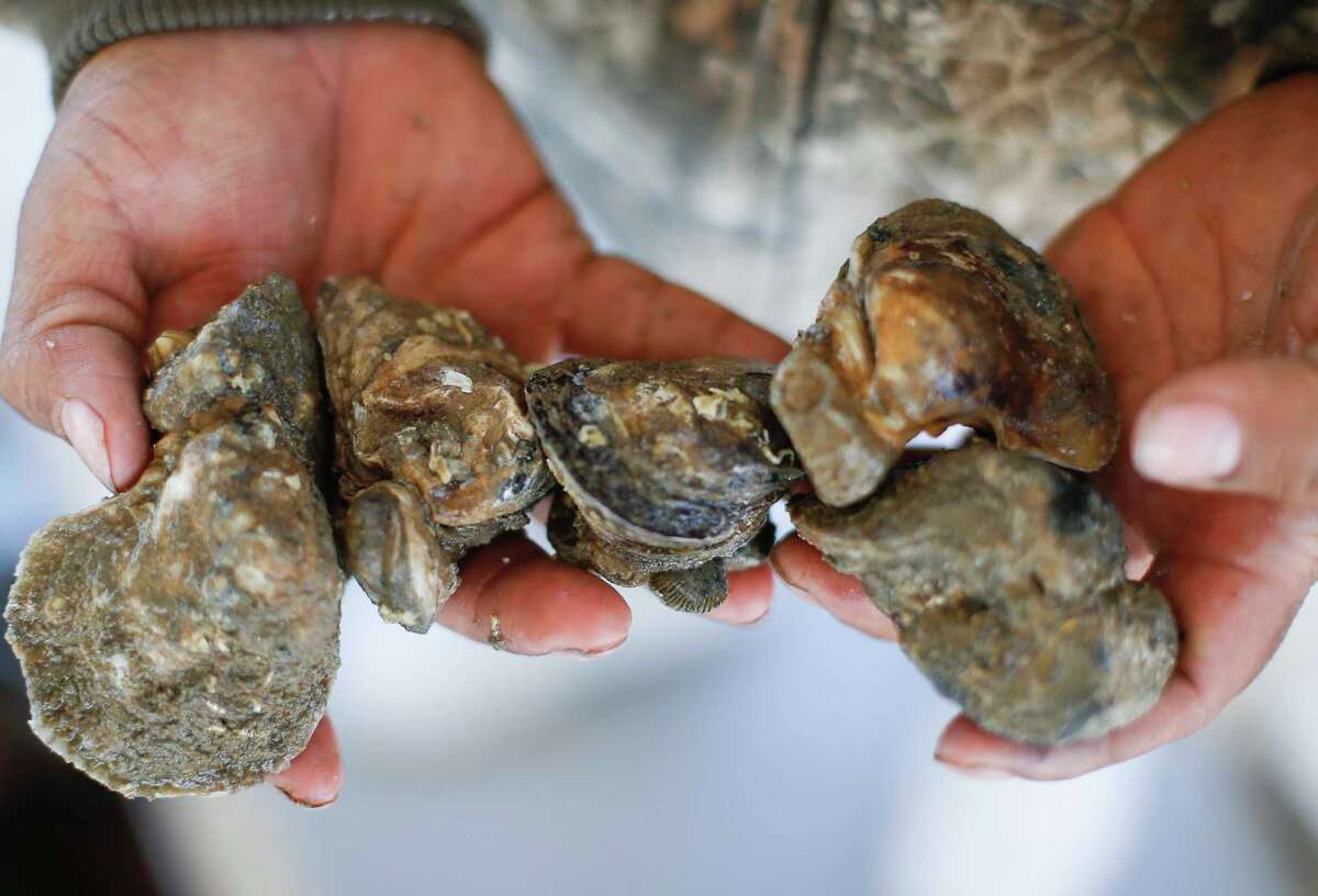 Oysters in Galveston Bay are on the rebound. Will it stay that way?