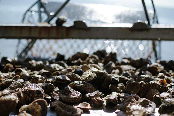 Oysters in Galveston Bay are on the rebound. Will it stay that way