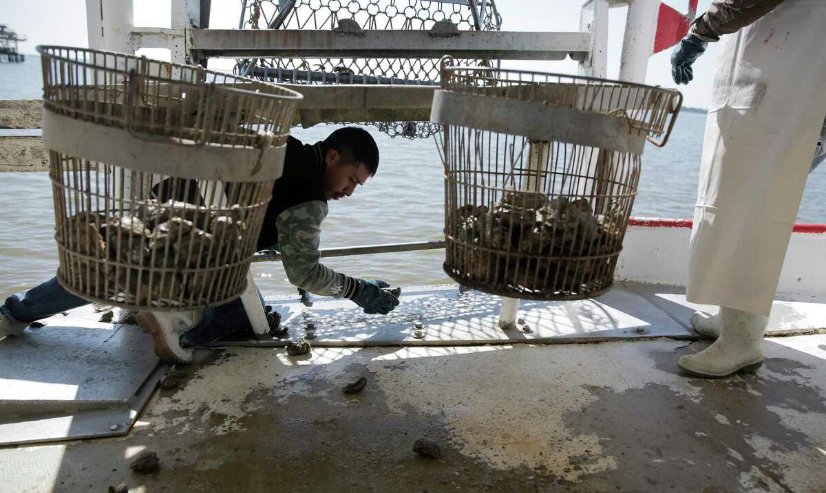 Oysters in Galveston Bay are on the rebound. Will it stay that way?