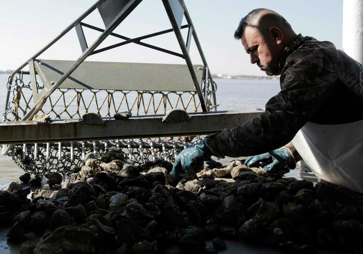 Oysters in Galveston Bay are on the rebound. Will it stay that way?