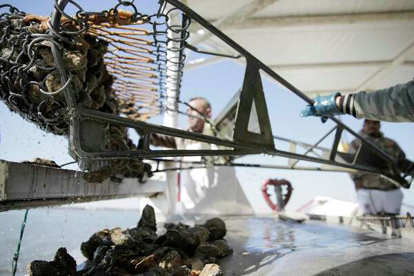 Oysters in Galveston Bay are on the rebound. Will it stay that way