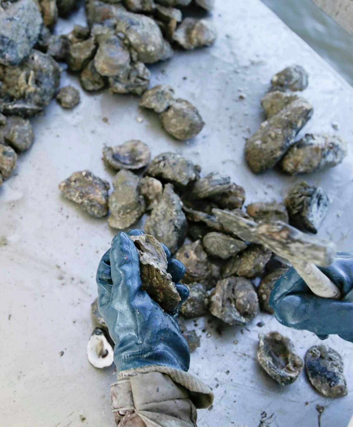 Oysters in Galveston Bay are on the rebound. Will it stay that way?