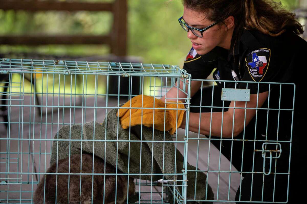 Animal Care Services adjusts to San Antonio’s coronavirus restrictions