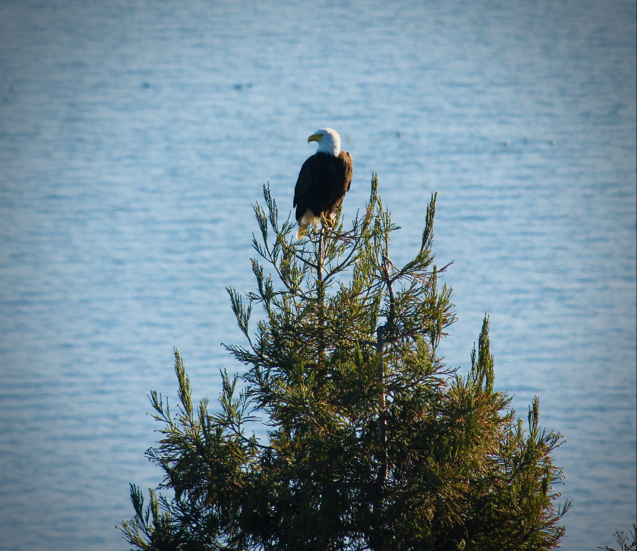 A Bald Eagle Makes a Rare Visit to San Francisco