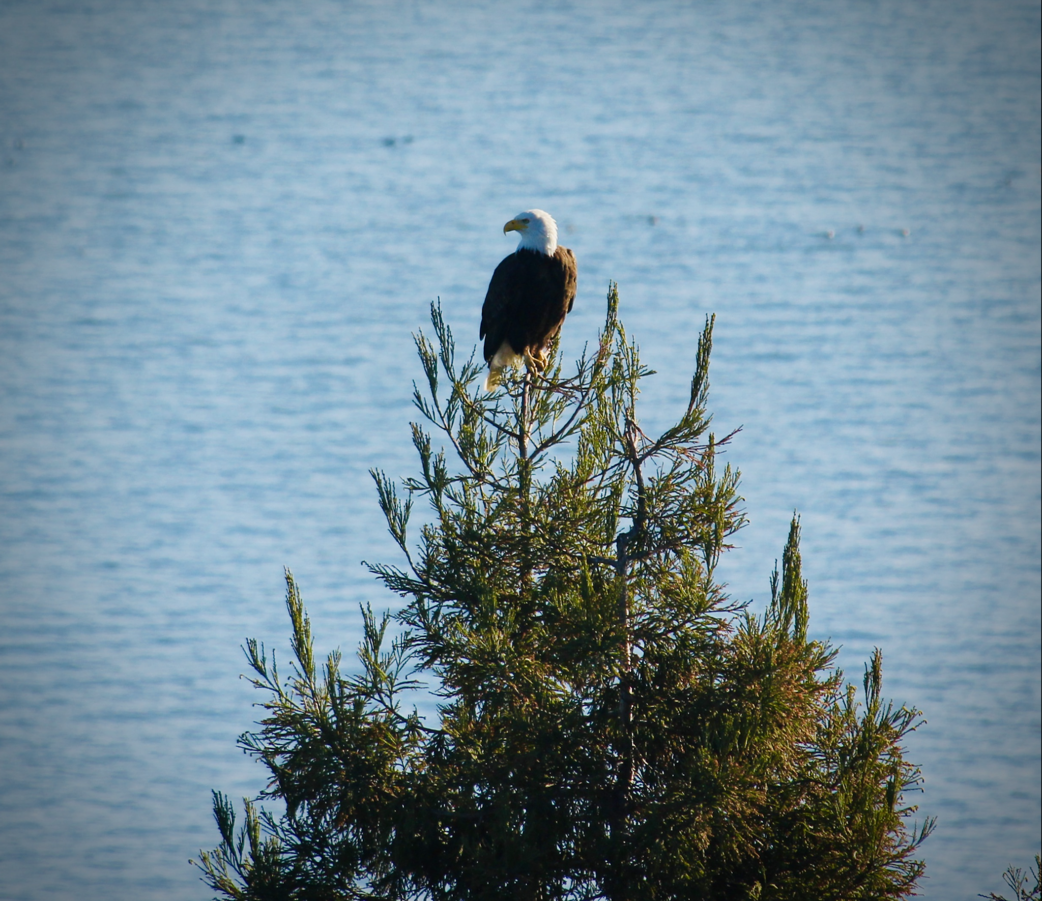 Here's why you might see more bald eagles in the Bay Area right now