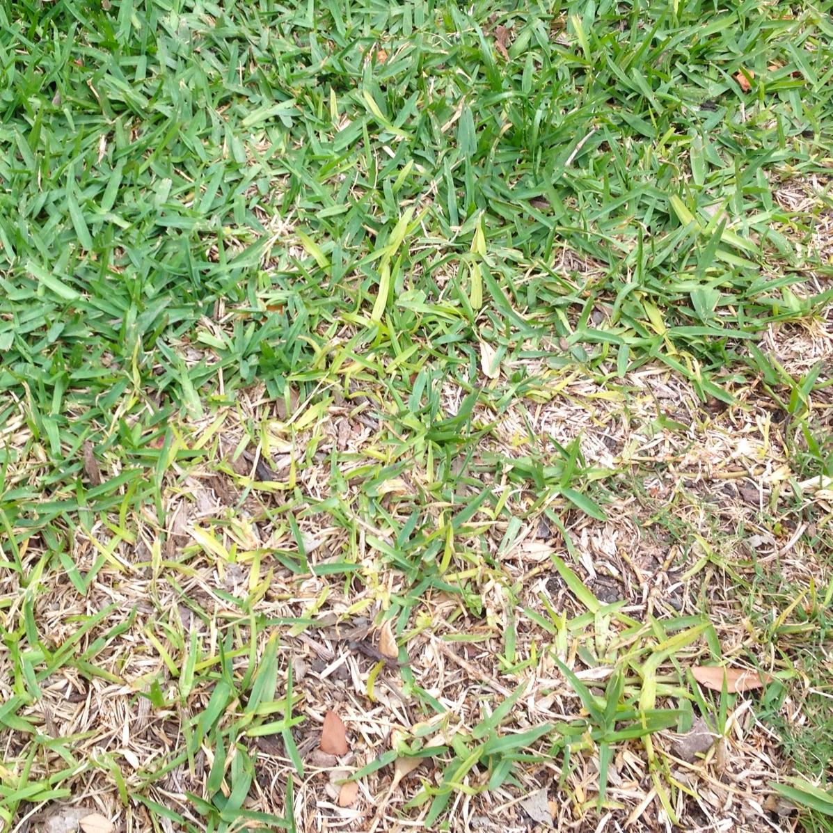Neil Sperry Take All Root Rot Remains A Problem For San Antonio Lawns