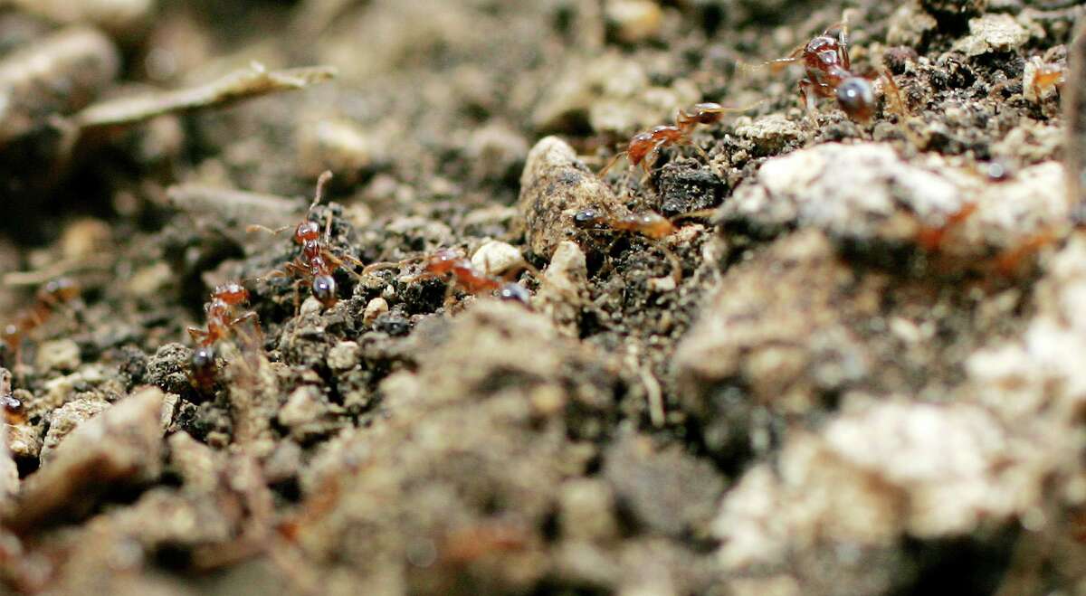 Last week’s rains mean this week’s fire ant mounds.