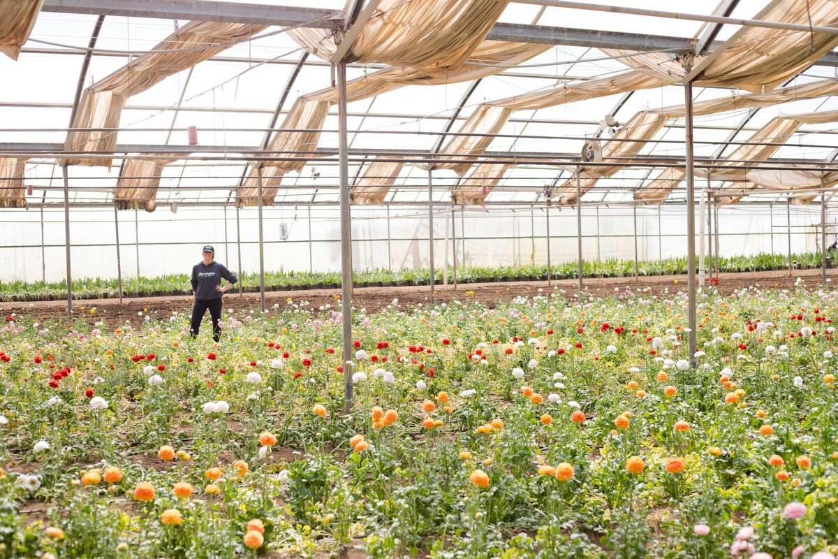 Farmgirl Flowers founder Christina Stembel stands in a greenhouse full of life.