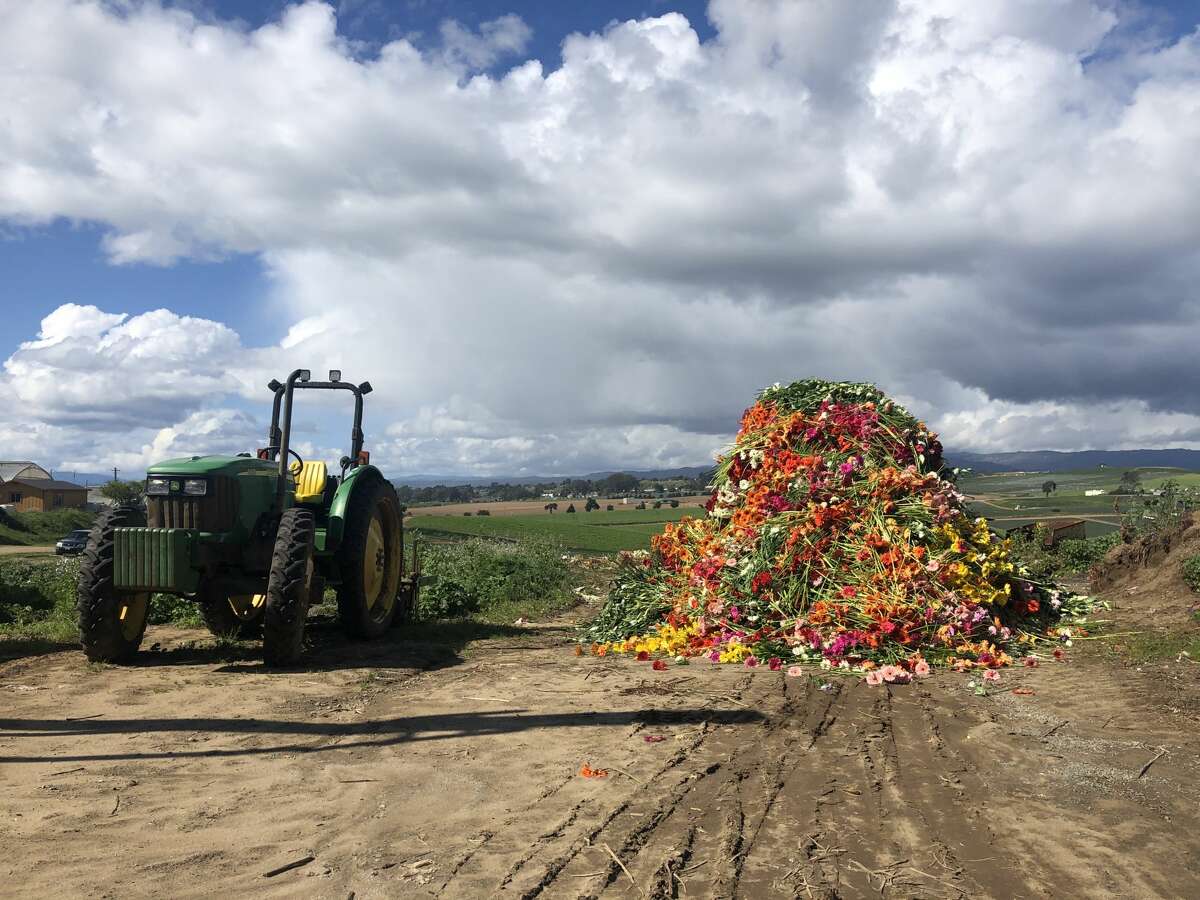 Thousands of Gerber daisies are destined for disposal at a Watsonville farm working in partnership with Farmgirl Flowers. The local company was forced to compost $150,000 worth of flowers from farms across the Bay Area during shelter-in-place orders.