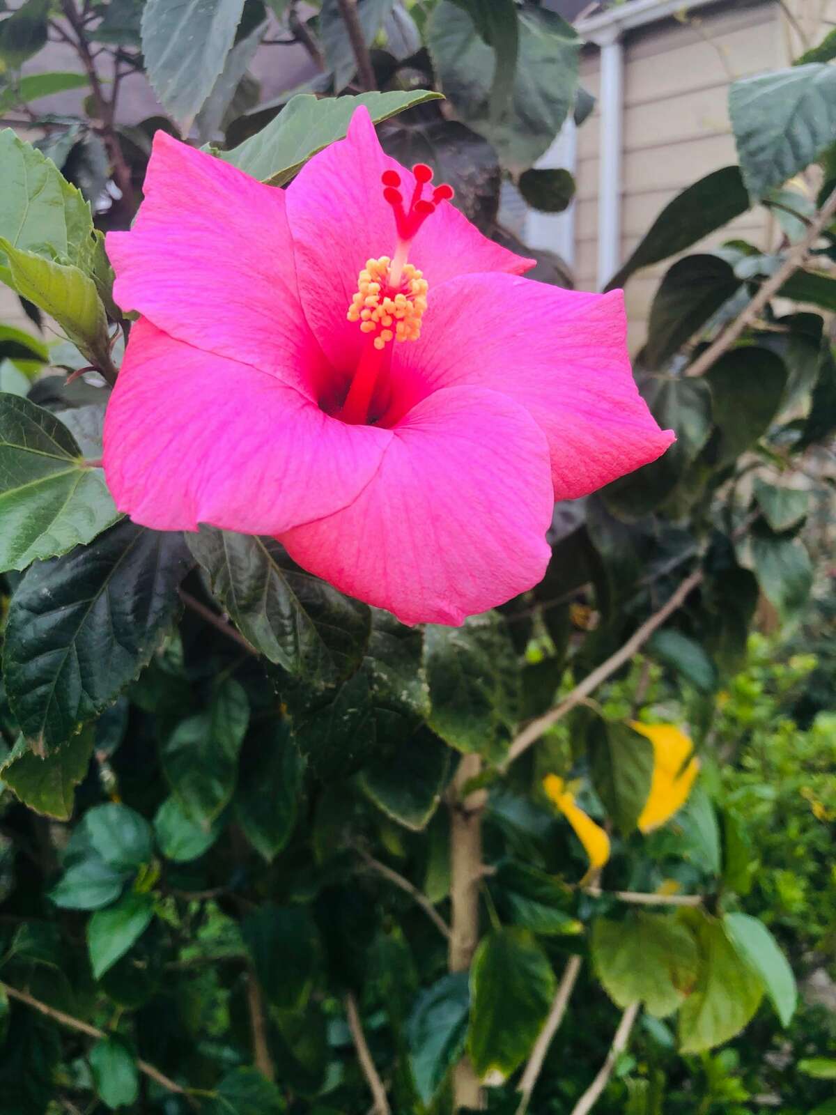 Spring is here as readers send in photos of their gardens in bloom