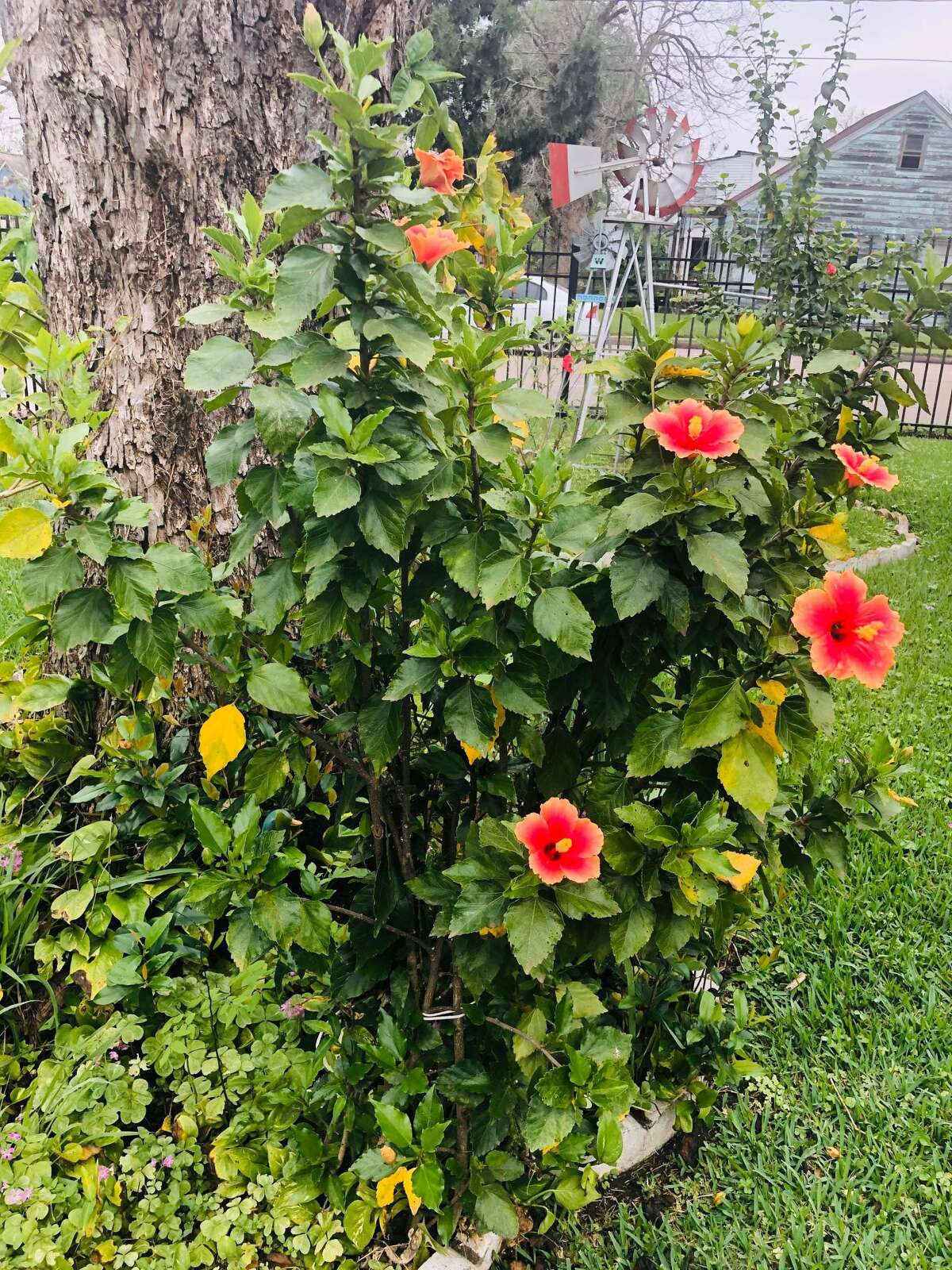 Spring is here as readers send in photos of their gardens in bloom
