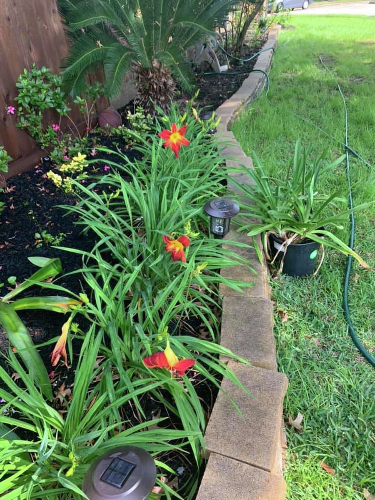 Spring is here as readers send in photos of their gardens in bloom