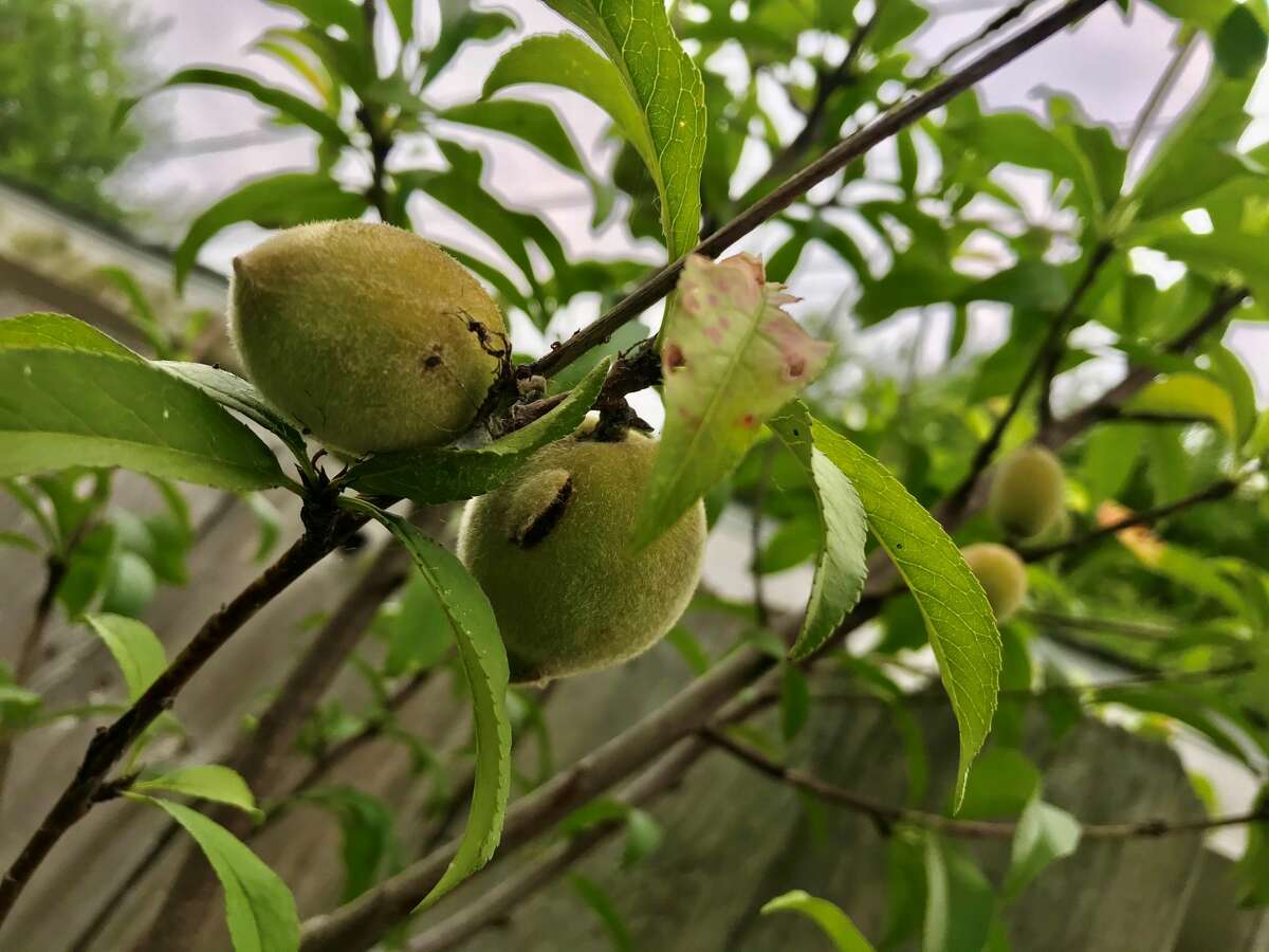 List of vegetables visual data 8