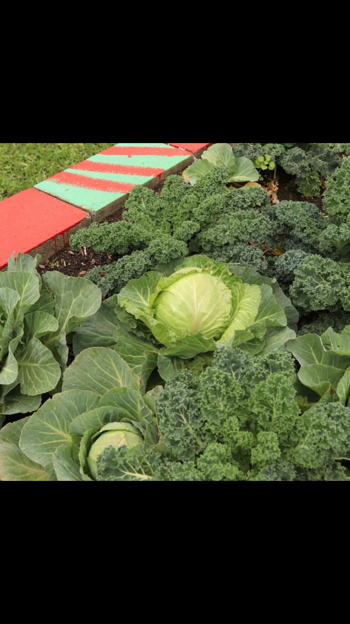 List of vegetables visual data 5