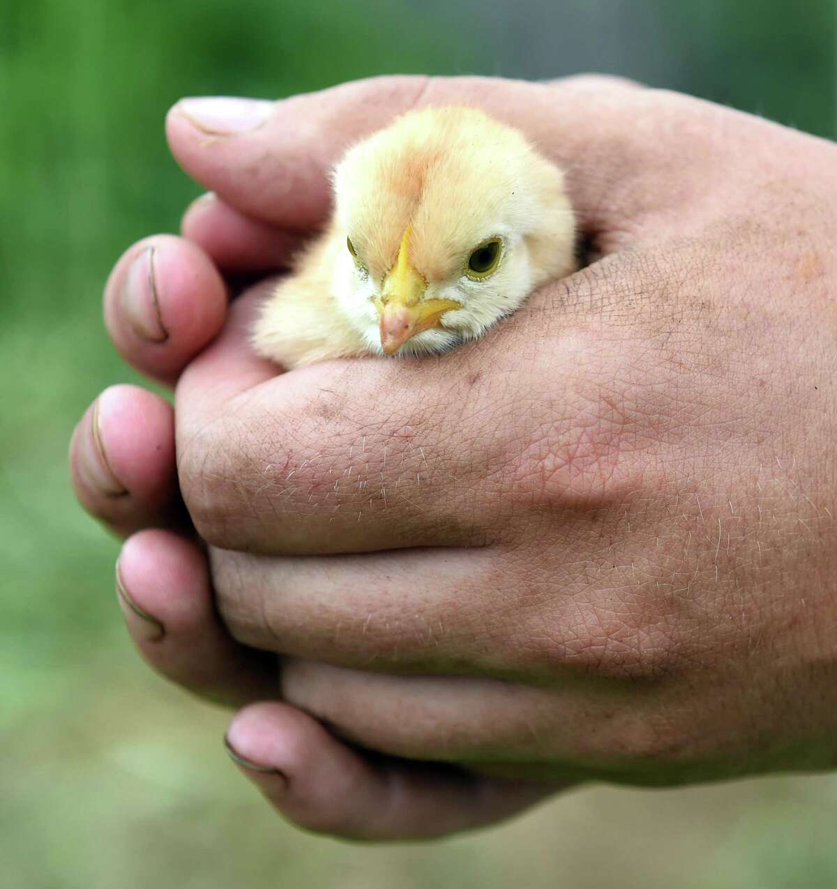 In this file photo, Lars Demander holds a newly hatched chick at Clover Nook Farm in Bethany in 2015. The farm was celebrating it's 250th anniversary.
