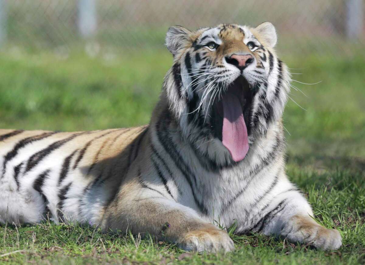 A tiger found in a garage in a Houston neighborhood is now in a refuge for wild animals in Murchison on Friday, Feb. 14, 2020 . The Cleveland Amory Black Beauty had a naming contest as a fundraiser for the tiger, and it's now named Loki.