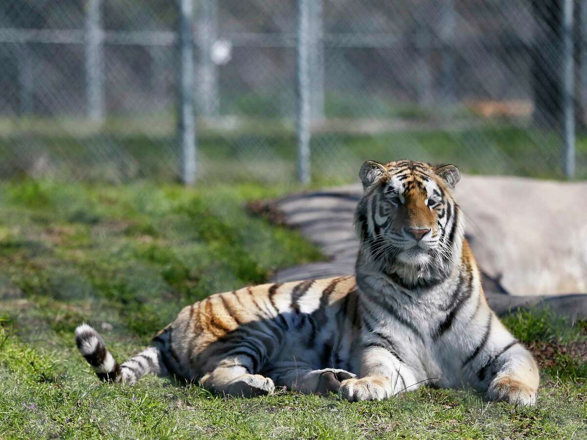 A tiger found in a garage in a Houston neighborhood is now in a refuge for wild animals in Murchison on Thursday, Feb. 14, 2019 . The Cleveland Amory Black Beauty had a naming contest as a fundraiser for the tiger, and it's now named Loki.