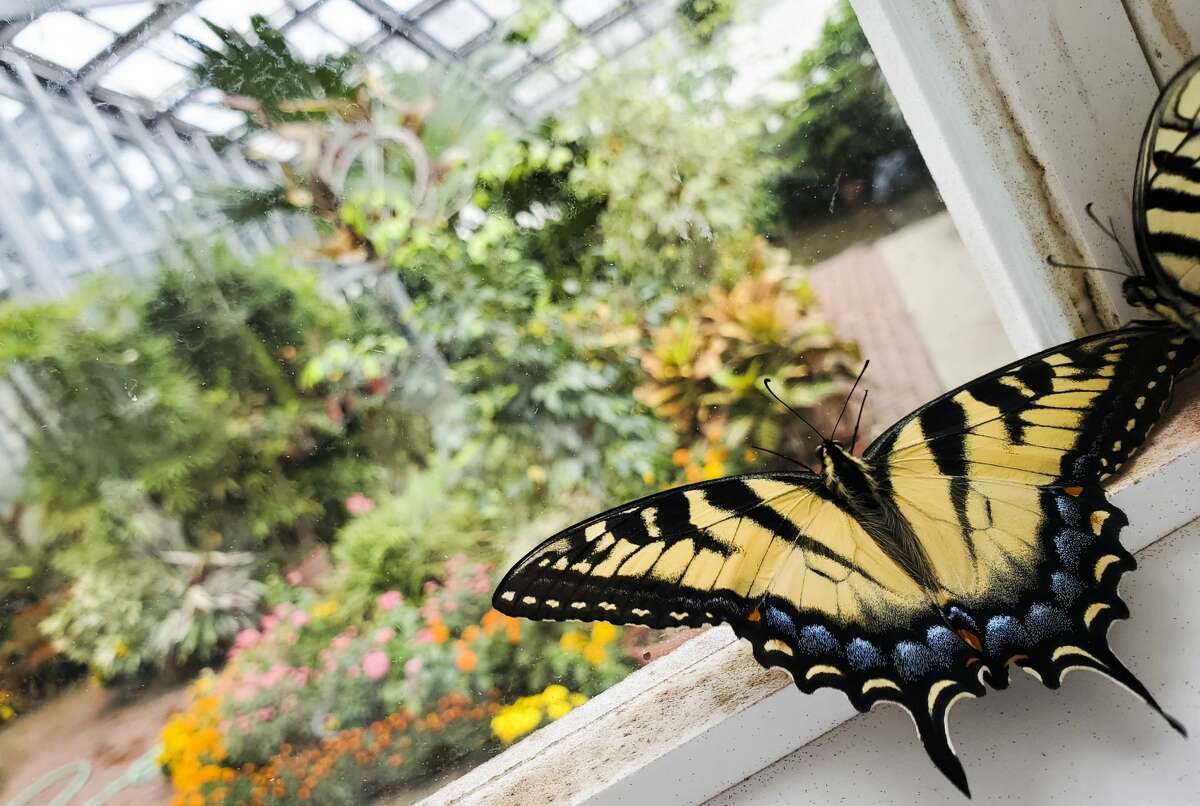 Butterflies at Dow Gardens Conservatory April 2, 2020