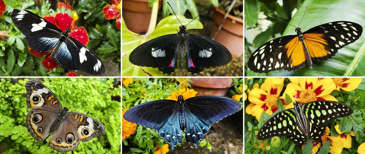The conservatory at Dow Gardens is now full of a wide, beautiful array of butterflies from across the globe. Clockwise from top left, they are a Doris longwing, a cattleheart, a hecale longwing, a tailed jay, a pipevine swallowtail and a buckeye. (Photos provided/Elly Maxwell)