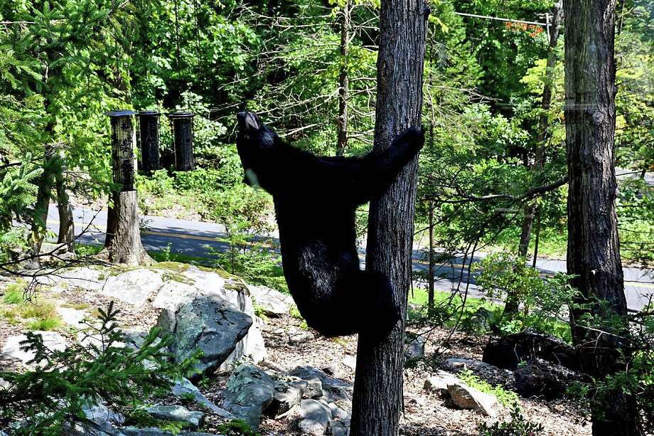 as spring blossoms in ct, bear sightings increase