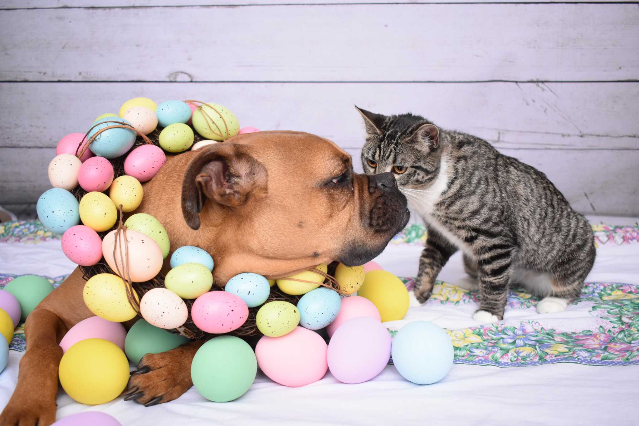 The Hidden Hazards of Easter - Trusty Tails Pet Care
