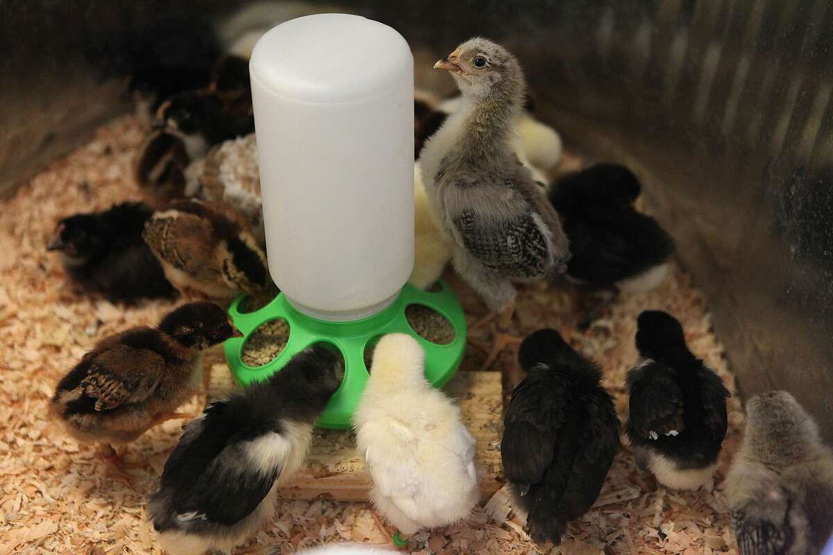 A Silver Penciled Rock chick holds her head high while heritage chicks feed from a one quart plastic feeder base made from Little Giant at the new urban farm store Pollinate in Oakland, Calif., on Friday, May 31, 2013.