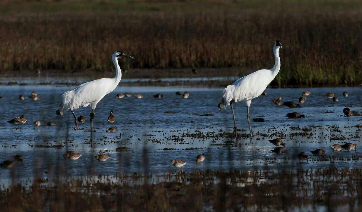 Two whooping cranes waddle through a salt marsh near the Saint Charles Bay on Friday, March 6, 2020, in Rockport, Texas.
