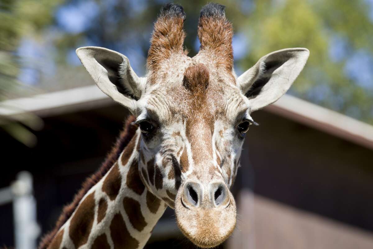 A giraffe poses for a portrait during a subscription-based live stream broadcast held at Oakland Zoo in Oakland, Calif. Thursday, April 2, 2020. Since the Bay Area's shelter-in-place order, Oakland Zoo has been closed to the public, but has started scheduling live video behind-the-scenes visits with various zoo animals.