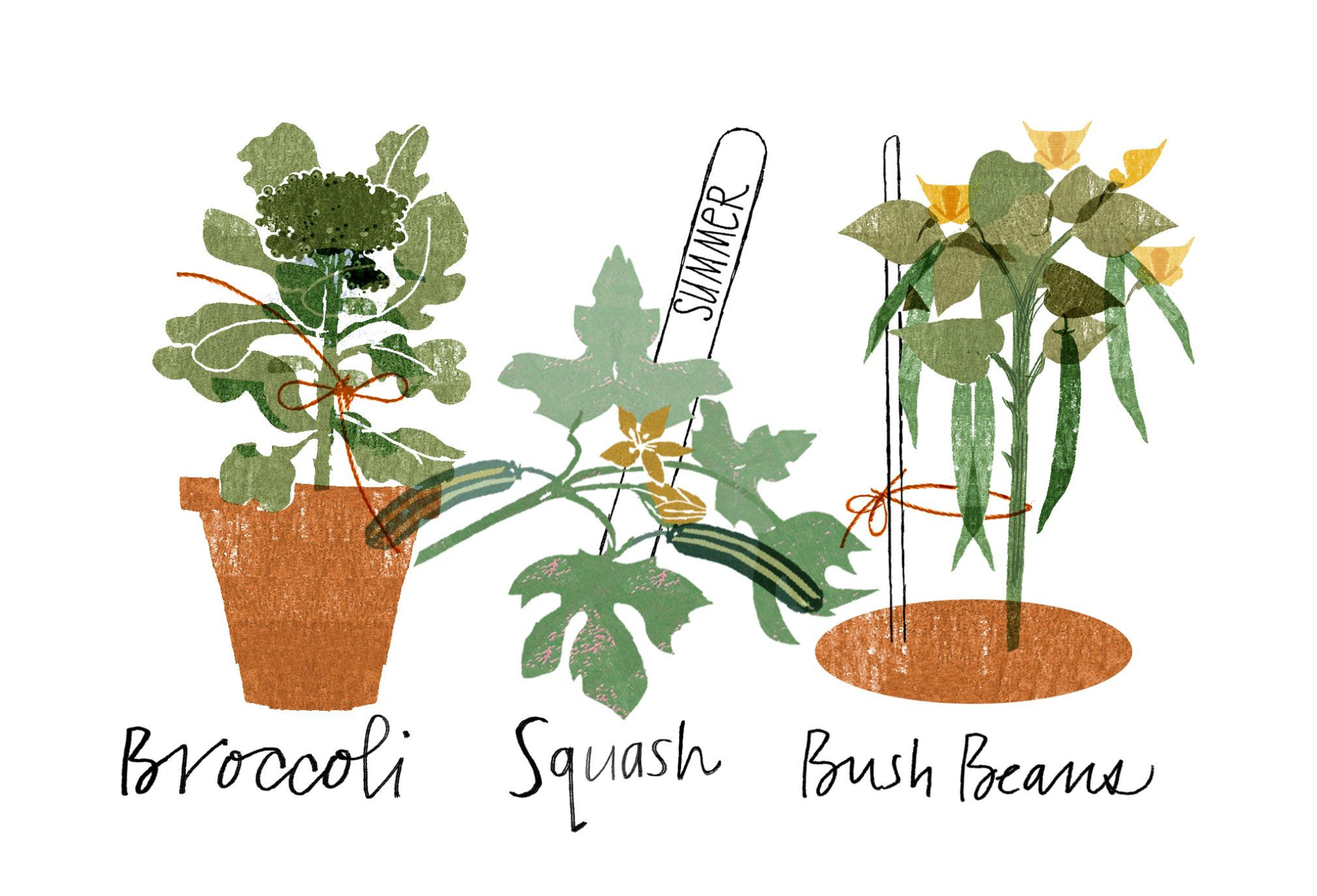 10 easy food crops for your Bay Area garden during coronavirus pandemic