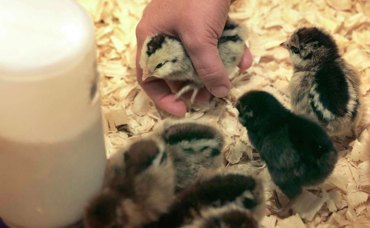 A shipment of fresh chicks from an Iowa-based hatchery arrived at Strutty’s Feed and Supply store in Spring Branch Wednesday.
