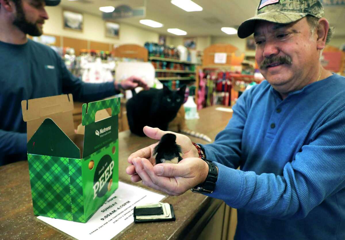 Henry Bueno Sr., right, shows a chick he purchased at Strutty's Feed and Pet Supply in Spring Branc, as the store cat Winslow checks out the chick.