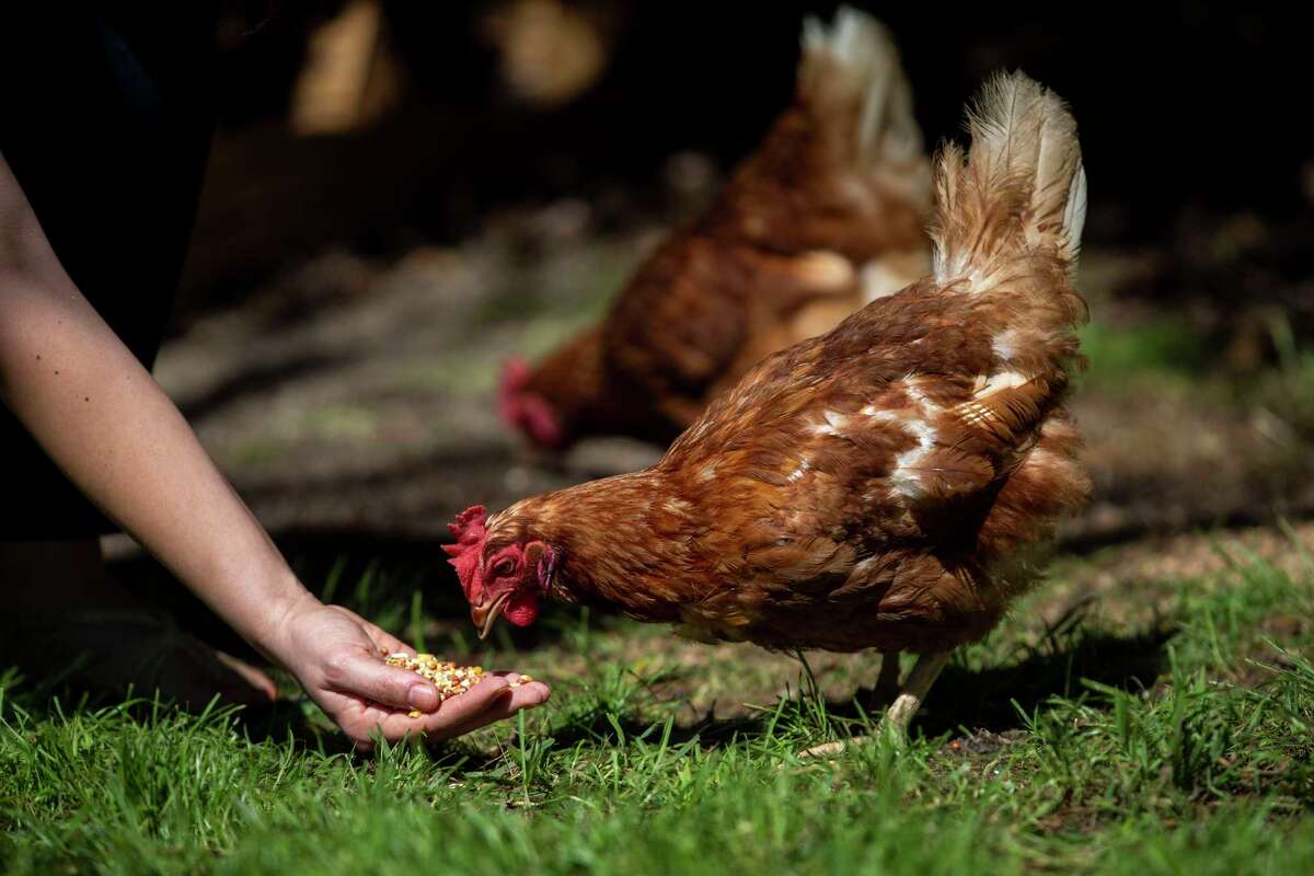 San Antonians fix egg shortages by hoarding chickens in addition to