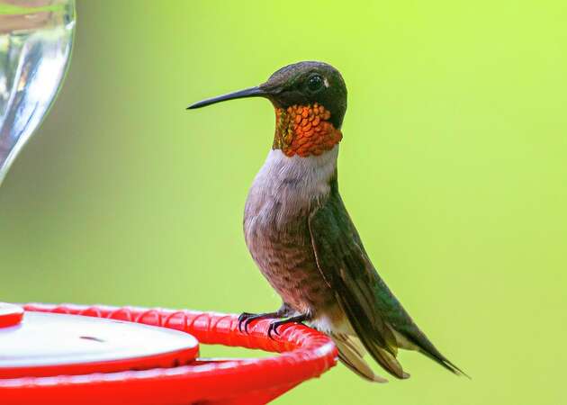 Look for migratory ruby-throated hummingbirds in your backyard or on neighborhood walks.