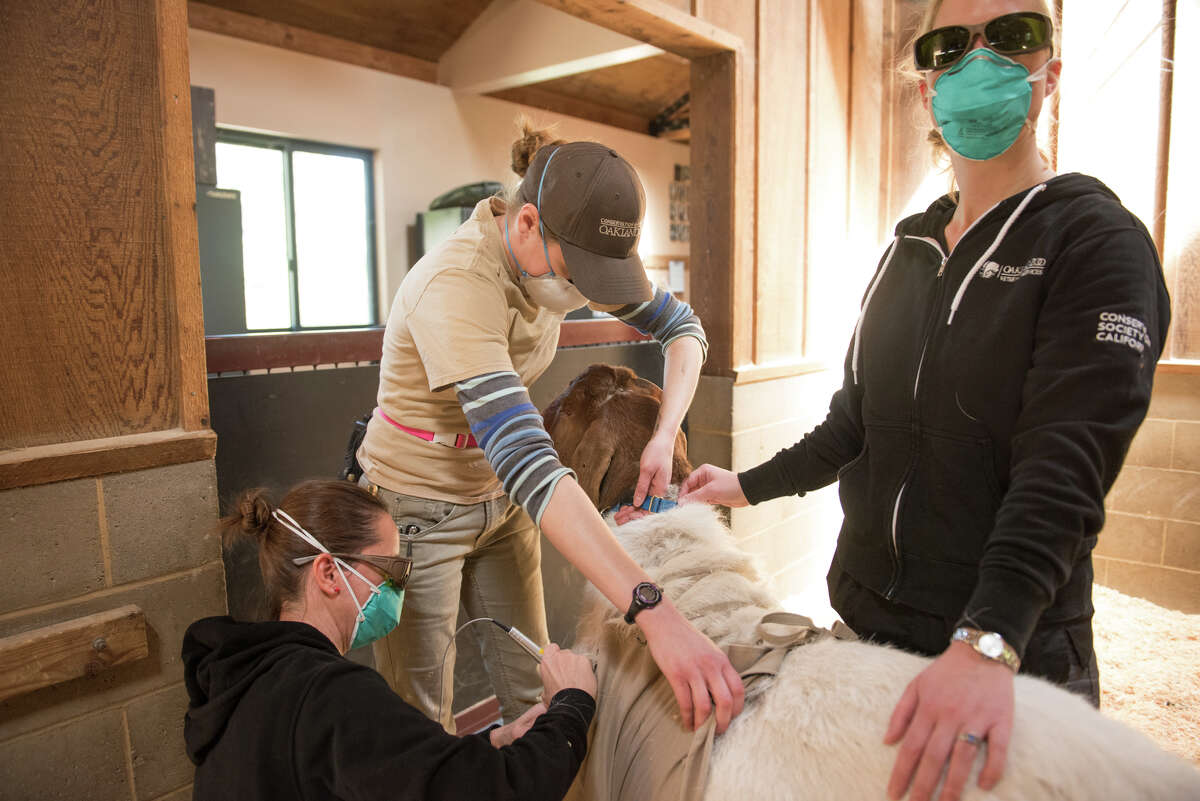 A team of zoo vets work together to alleviate arthritic pain of a Boer goat.