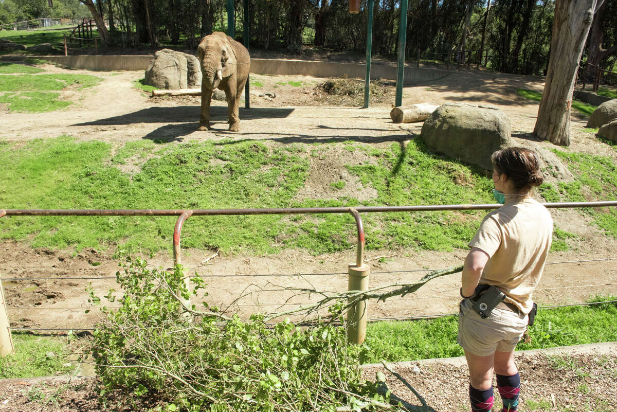 'Last Thing To Go Will Be Care For Animals': Oakland Zoo Has Used $1.5M ...