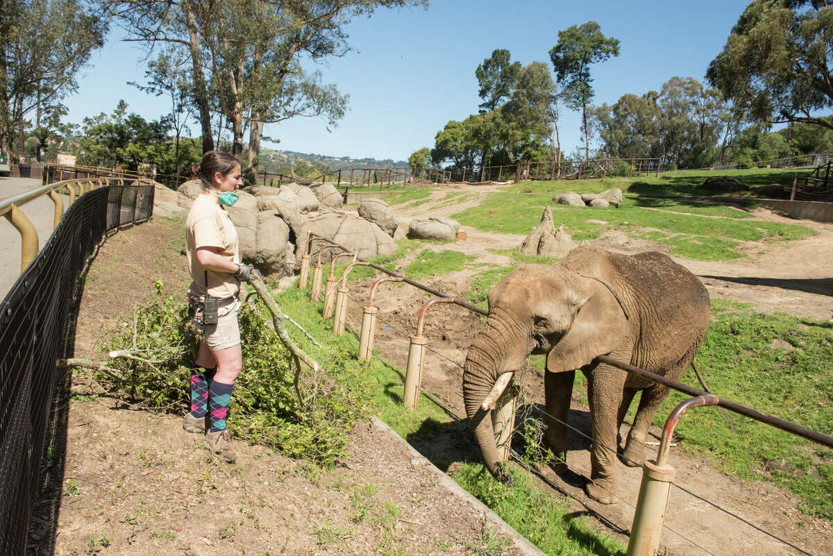 'Last thing to go will be care for animals' Oakland Zoo has used 1.5M