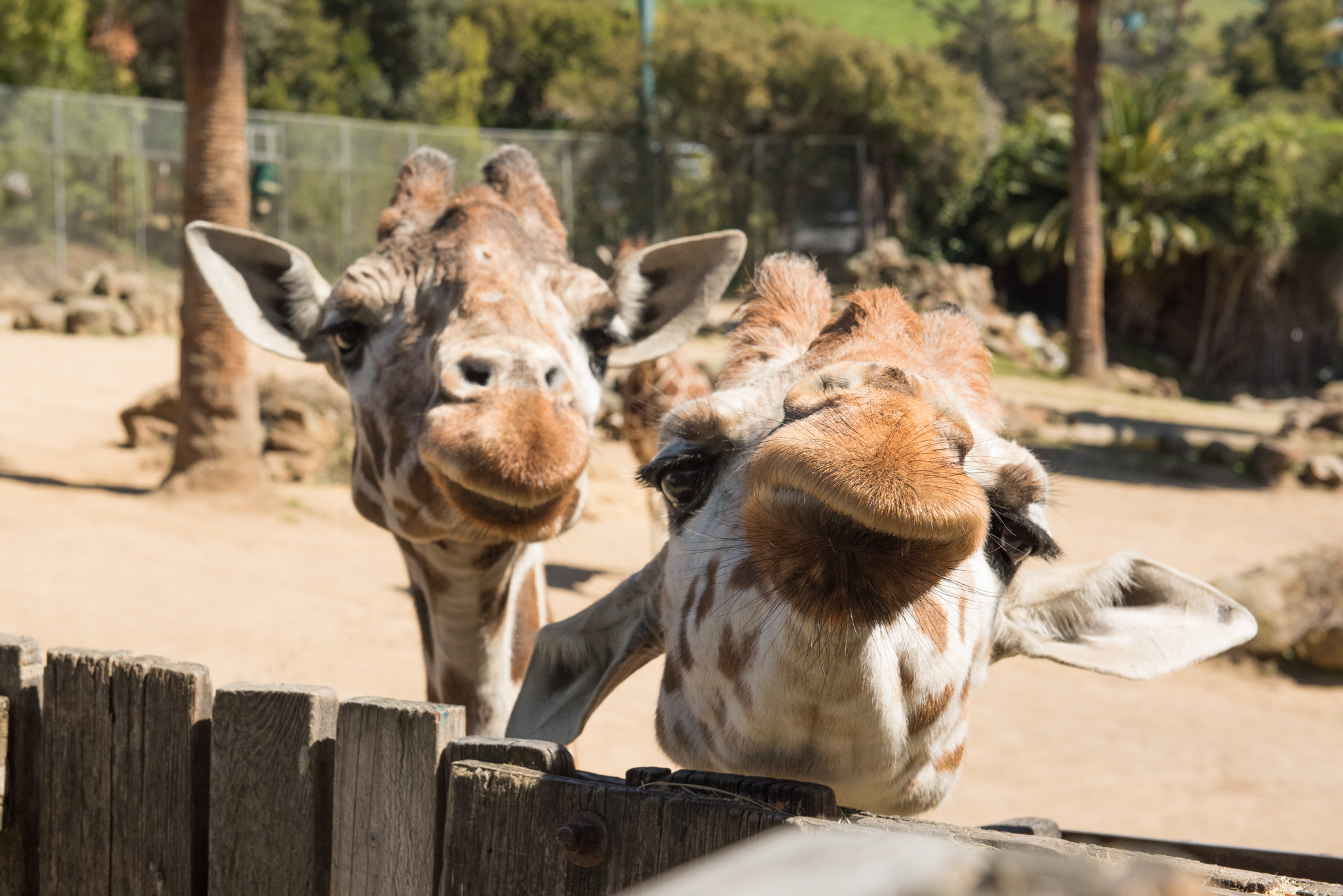 If the SF and Oakland zoos close, we risk losing those animals — and a