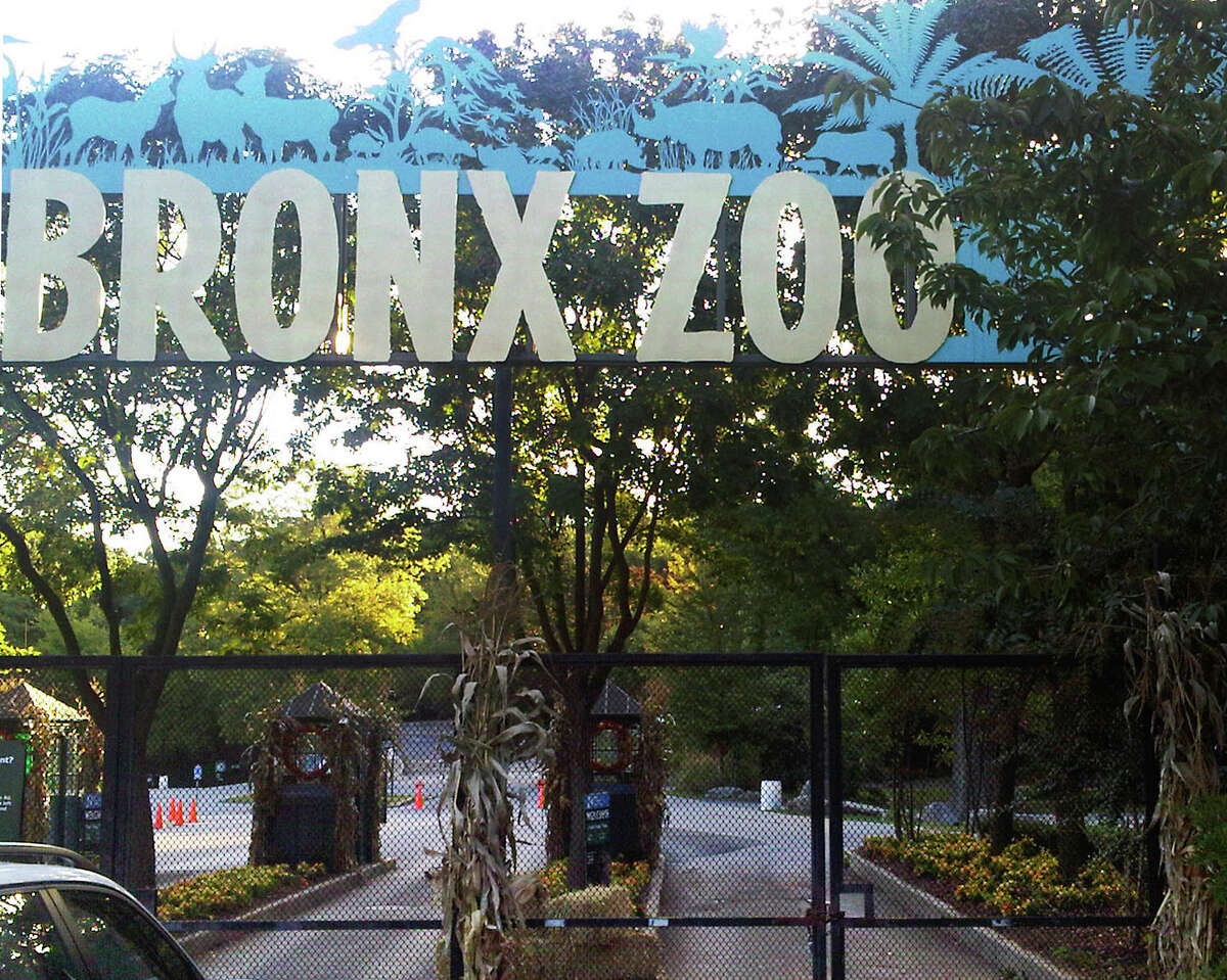 FILE - This Sept. 21, 2012, file photo shows an entrance to the Bronx Zoo in New York. A tiger at the zoo has tested positive for the new coronavirus. It's believed to be the first infection in an animal in the U.S. and the first known in a tiger anywhere, the U.S. Department of Agriculture said Sunday, April 5, 2020. The zoo says all the animals are expected to recover. (AP Photo/Jim Fitzgerlad, File)